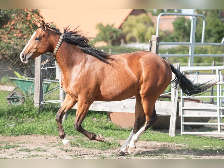 Appaloosa Klacz 2 lat 160 cm Gniada in Jerichow