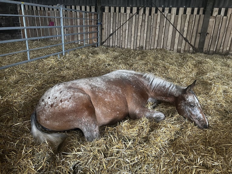 Appaloosa Klacz 2 lat 160 cm in Reinsfeld