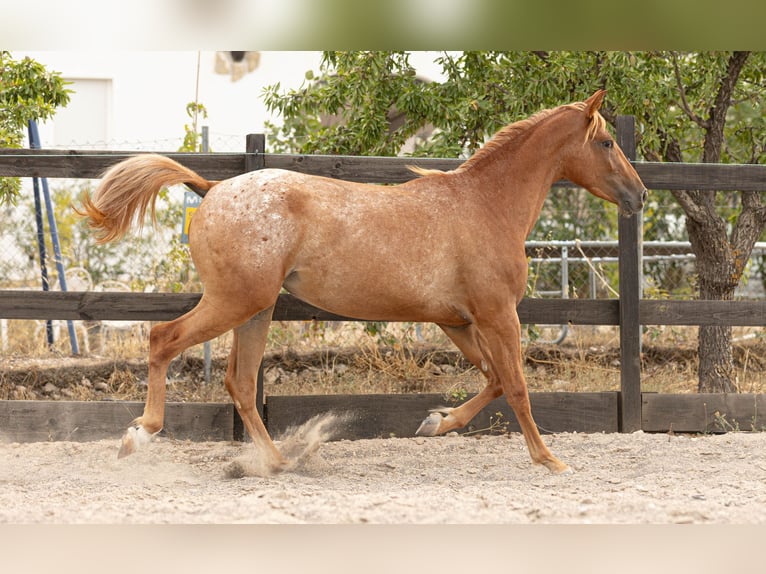 Appaloosa Mix Klacz 2 lat 160 cm Tarantowata in Alcoi/Alcoy