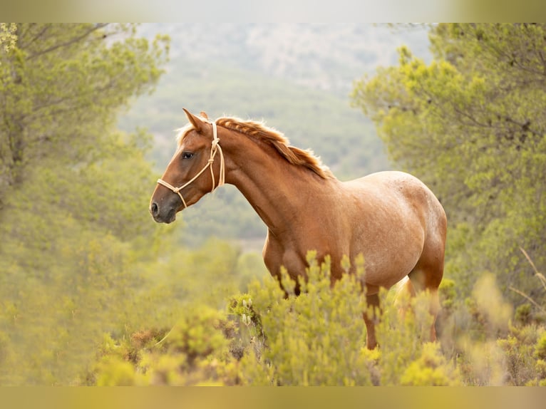 Appaloosa Mix Klacz 2 lat 160 cm Tarantowata in Alcoi/Alcoy