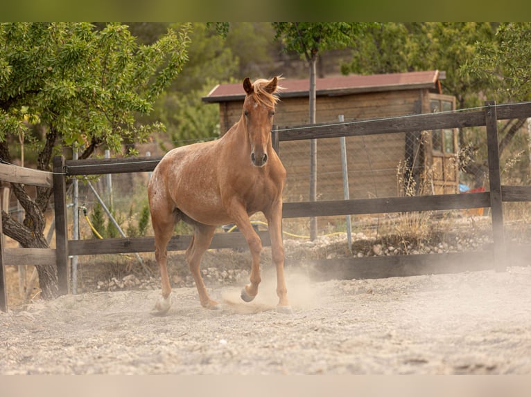 Appaloosa Mix Klacz 2 lat 160 cm Tarantowata in Alcoi/Alcoy