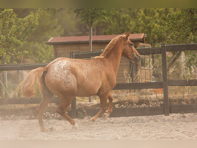 Appaloosa Mix Klacz 2 lat 160 cm Tarantowata in Alcoi/Alcoy
