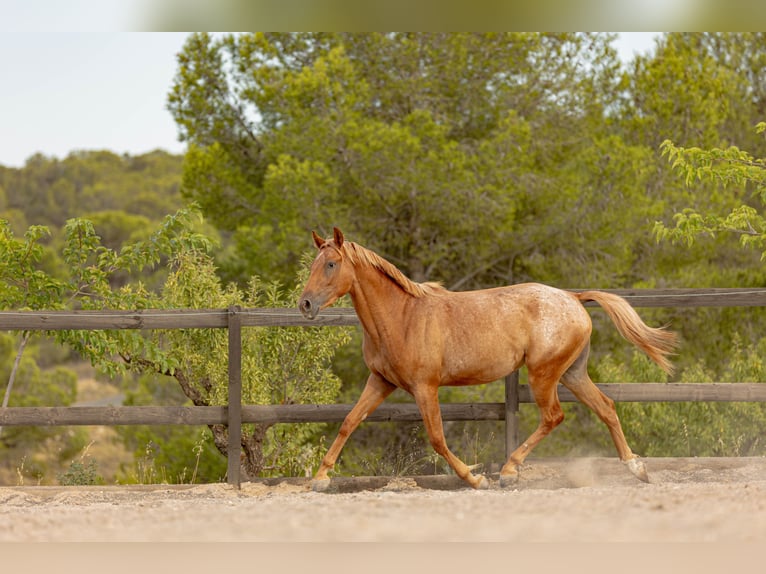 Appaloosa Mix Klacz 2 lat 160 cm Tarantowata in Alcoi/Alcoy