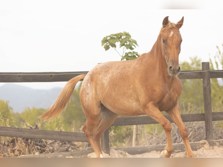 Appaloosa Mix Klacz 2 lat 160 cm Tarantowata in Alcoi/Alcoy