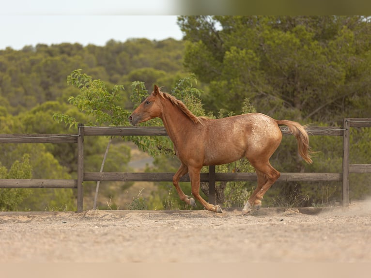 Appaloosa Mix Klacz 2 lat 160 cm Tarantowata in Alcoi/Alcoy