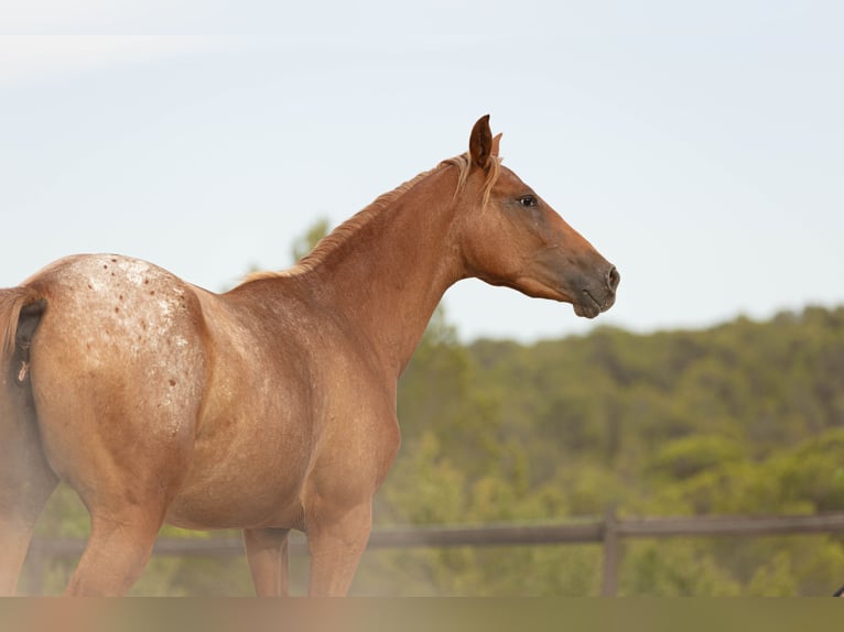 Appaloosa Mix Klacz 2 lat 160 cm Tarantowata in Alcoi/Alcoy