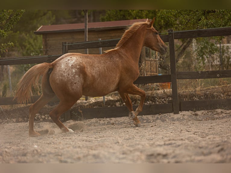 Appaloosa Mix Klacz 2 lat 160 cm Tarantowata in Alcoi/Alcoy