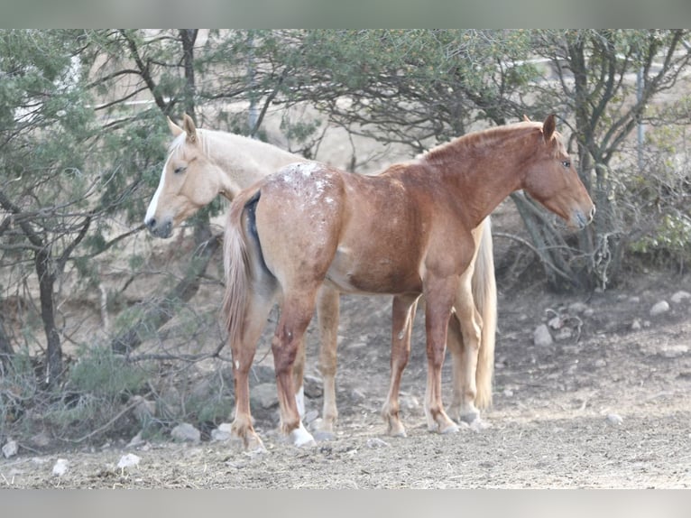 Appaloosa Mix Klacz 2 lat 160 cm Tarantowata in Alcoi/Alcoy