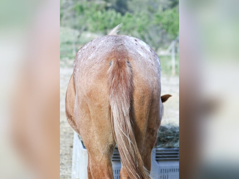 Appaloosa Mix Klacz 2 lat 160 cm Tarantowata in Alcoi/Alcoy