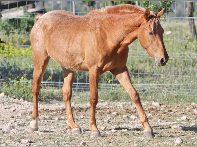 Appaloosa Mix Klacz 2 lat 160 cm Tarantowata in Alcoi/Alcoy