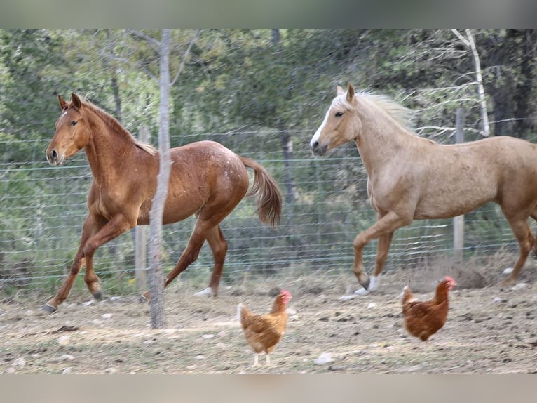 Appaloosa Mix Klacz 2 lat 160 cm Tarantowata in Alcoi/Alcoy