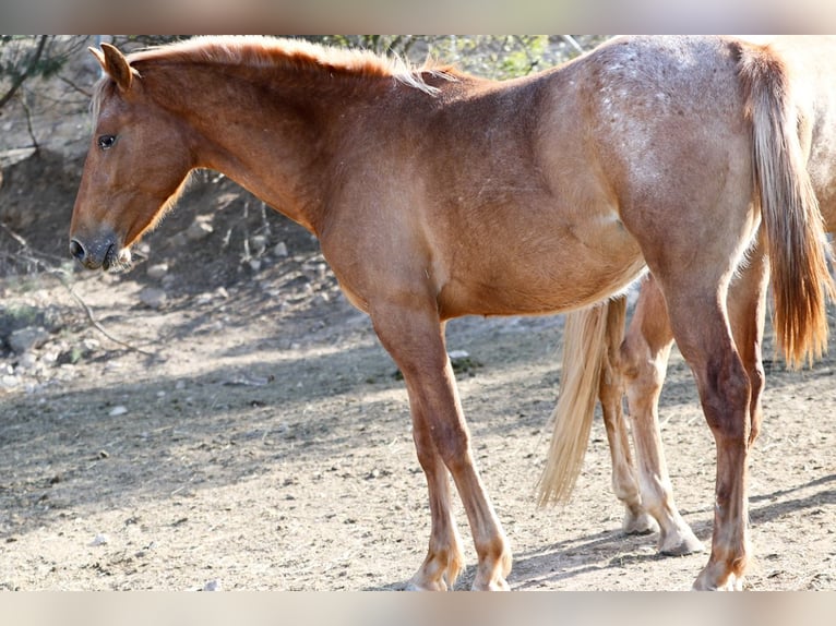 Appaloosa Mix Klacz 2 lat 160 cm Tarantowata in Alcoi/Alcoy
