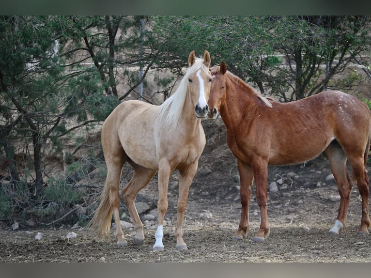 Appaloosa Mix Klacz 2 lat 160 cm Tarantowata in Alcoi/Alcoy
