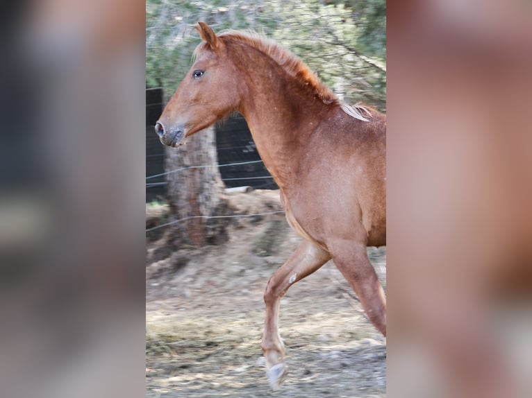 Appaloosa Mix Klacz 2 lat 160 cm Tarantowata in Alcoi/Alcoy