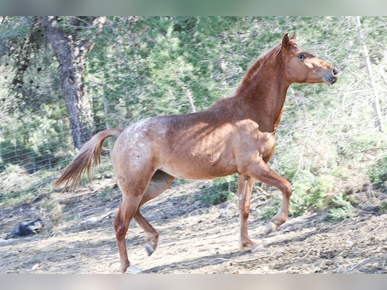 Appaloosa Mix Klacz 2 lat 160 cm Tarantowata in Alcoi/Alcoy