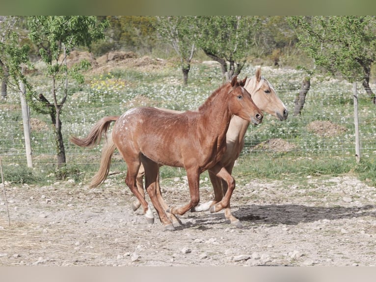 Appaloosa Mix Klacz 2 lat 160 cm Tarantowata in Alcoi/Alcoy