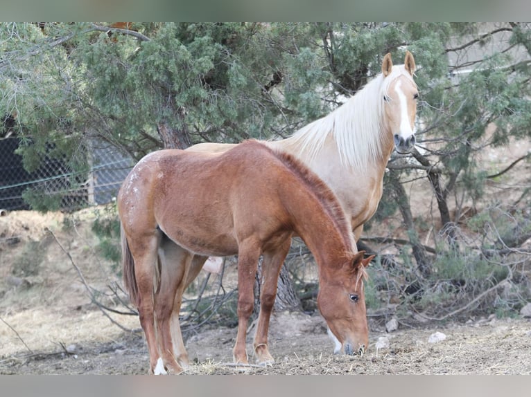 Appaloosa Mix Klacz 2 lat 160 cm Tarantowata in Alcoi/Alcoy