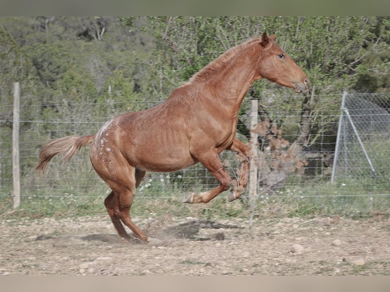 Appaloosa Mix Klacz 2 lat 160 cm Tarantowata in Alcoi/Alcoy