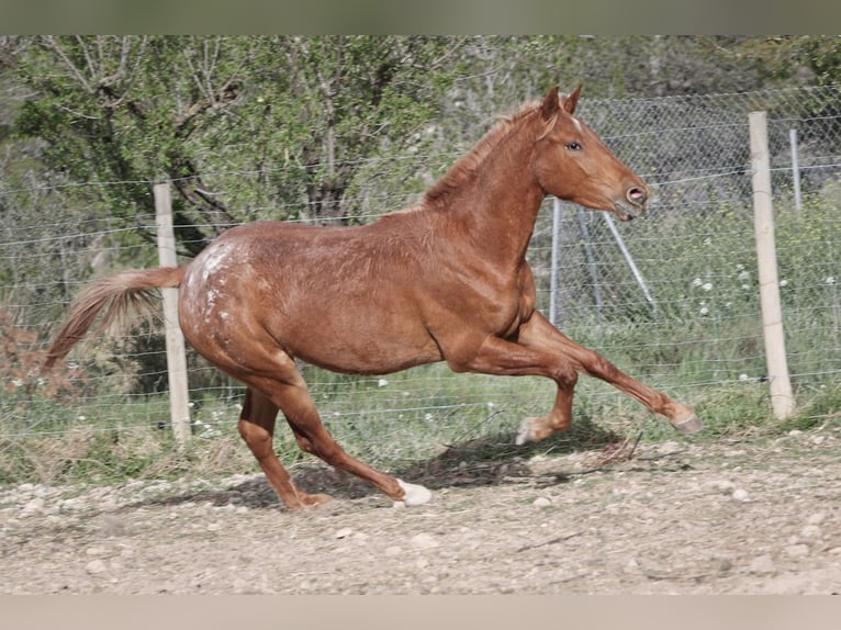 Appaloosa Mix Klacz 2 lat 160 cm Tarantowata in Alcoi/Alcoy