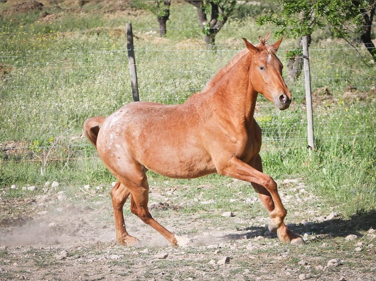 Appaloosa Mix Klacz 2 lat 160 cm Tarantowata in Alcoi/Alcoy