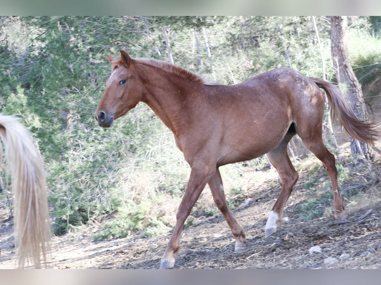 Appaloosa Mix Klacz 2 lat 160 cm Tarantowata in Alcoi/Alcoy