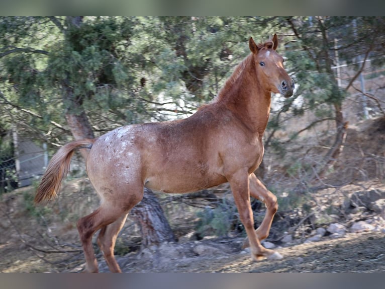 Appaloosa Mix Klacz 2 lat 160 cm Tarantowata in Alcoi/Alcoy