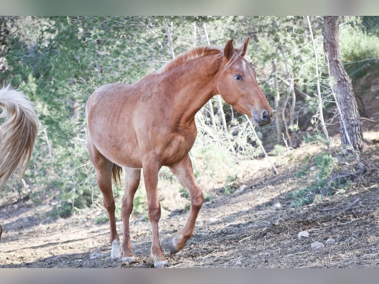 Appaloosa Mix Klacz 2 lat 160 cm Tarantowata in Alcoi/Alcoy