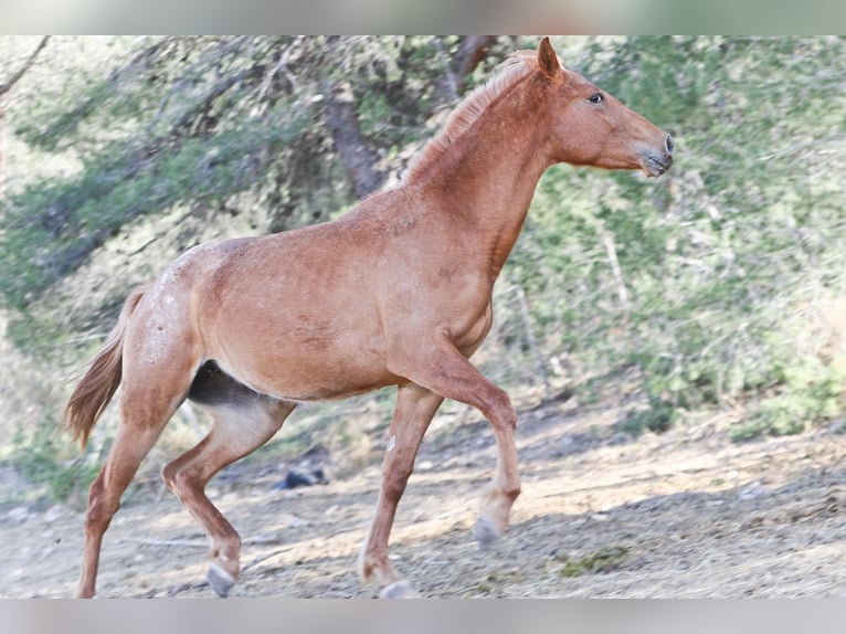 Appaloosa Mix Klacz 2 lat 160 cm Tarantowata in Alcoi/Alcoy