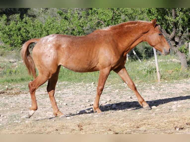 Appaloosa Mix Klacz 2 lat 160 cm Tarantowata in Alcoi/Alcoy