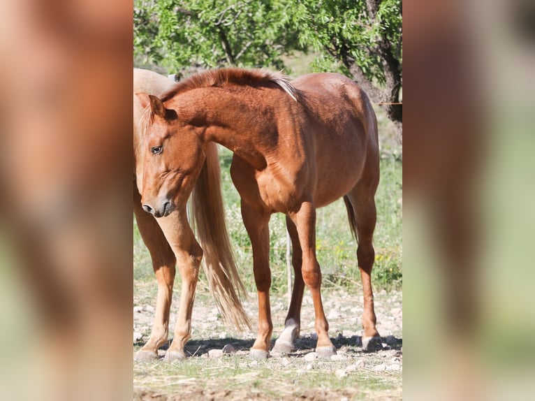 Appaloosa Mix Klacz 2 lat 160 cm Tarantowata in Alcoi/Alcoy