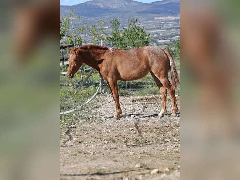 Appaloosa Mix Klacz 2 lat 160 cm Tarantowata in Alcoi/Alcoy