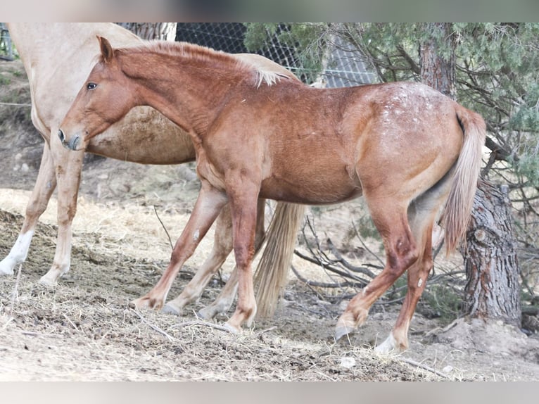Appaloosa Mix Klacz 2 lat 160 cm Tarantowata in Alcoi/Alcoy