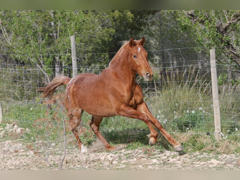 Appaloosa Mix Klacz 2 lat 160 cm Tarantowata in Alcoi/Alcoy