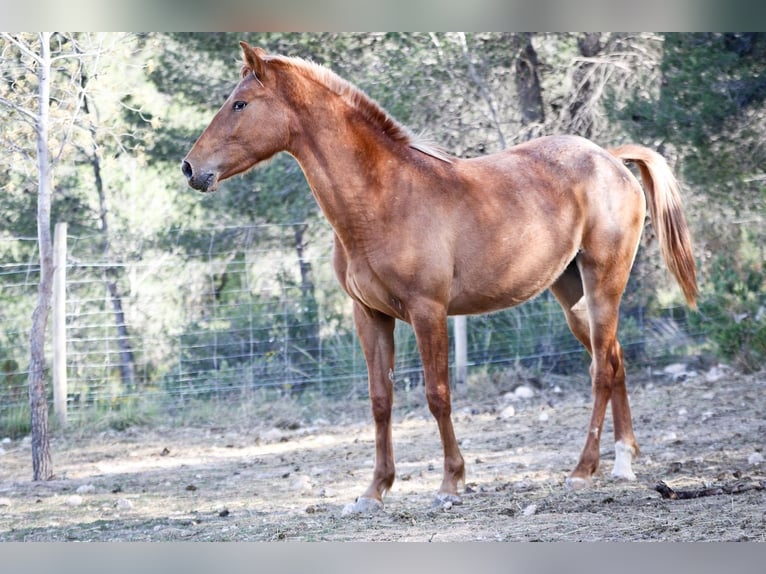 Appaloosa Mix Klacz 2 lat 160 cm Tarantowata in Alcoi/Alcoy
