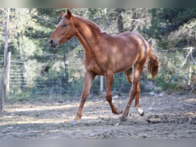 Appaloosa Mix Klacz 2 lat 160 cm Tarantowata in Alcoi/Alcoy