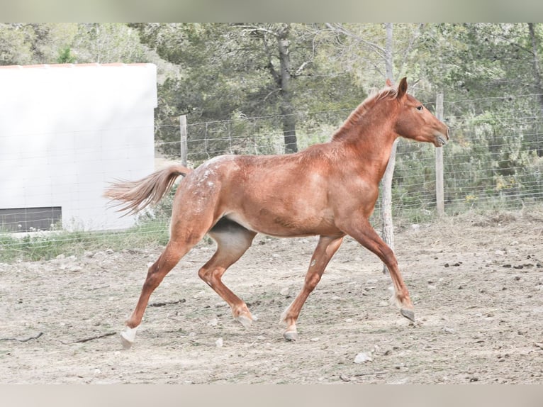 Appaloosa Mix Klacz 2 lat 160 cm Tarantowata in Alcoi/Alcoy