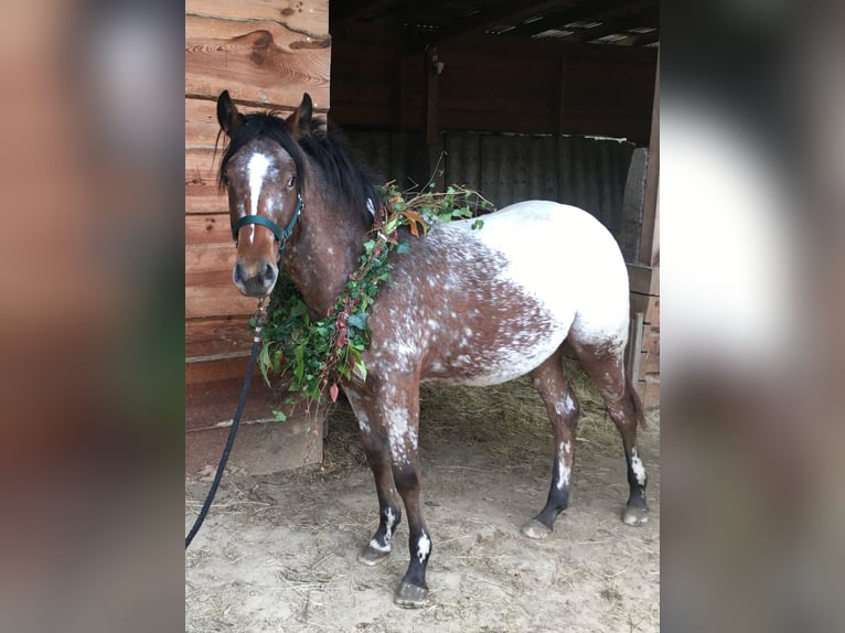 Appaloosa Klacz 2 lat Gniada in Brno