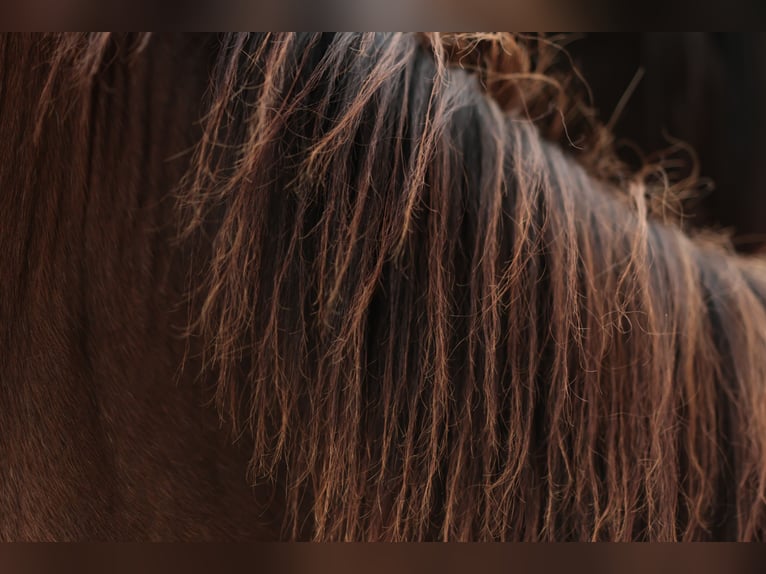 Appaloosa Klacz 2 lat Gniada in Chaudefonds sur Layon