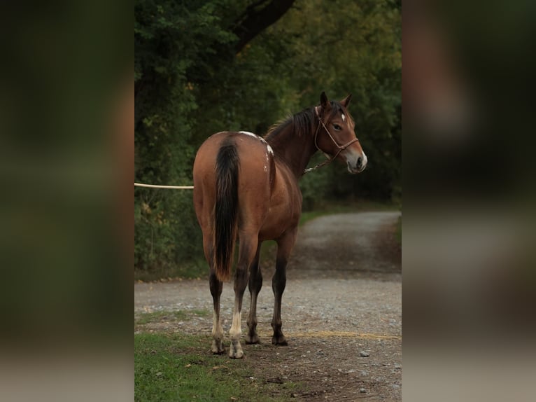 Appaloosa Klacz 2 lat Gniada in Chaudefonds sur Layon