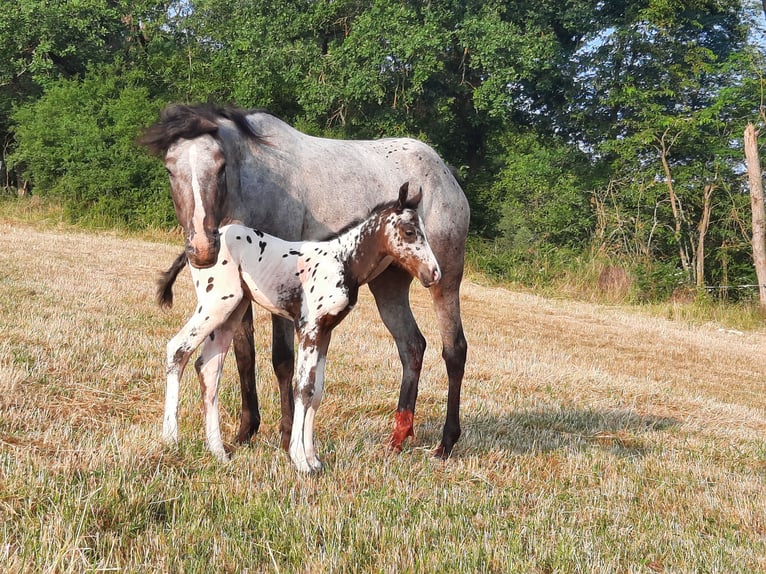 Appaloosa Klacz 2 lat Kara in Ransweiler