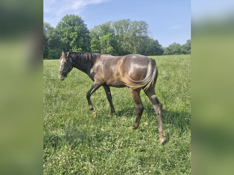 Appaloosa Klacz 2 lat Kara in Le Heaulme