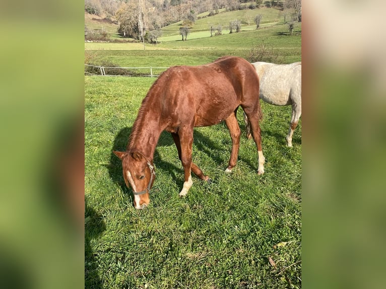 Appaloosa Klacz 2 lat Kasztanowata in Camarade