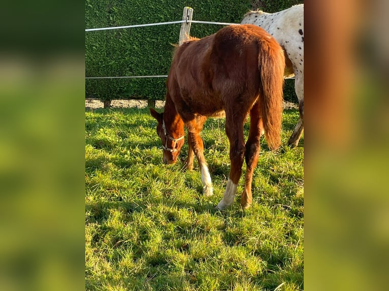 Appaloosa Klacz 2 lat Kasztanowata in Camarade