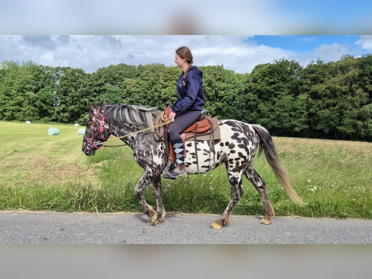 Appaloosa Klacz 3 lat 136 cm Tarantowata in Linkenbach