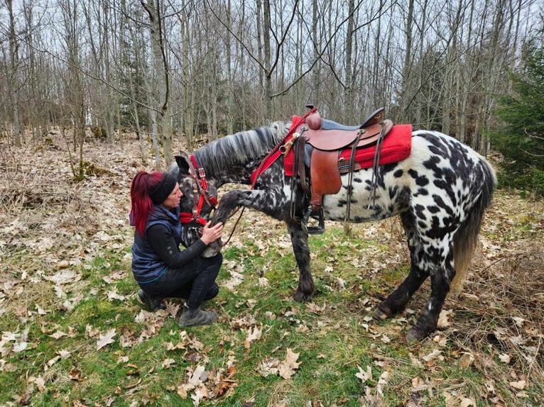 Appaloosa Klacz 3 lat 136 cm Tarantowata in Linkenbach