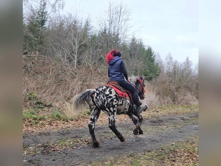 Appaloosa Klacz 3 lat 136 cm Tarantowata in Linkenbach