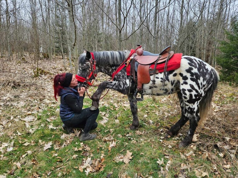 Appaloosa Klacz 3 lat 136 cm Tarantowata in Linkenbach