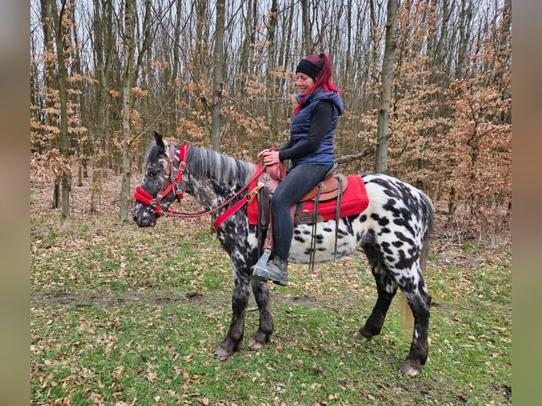 Appaloosa Klacz 3 lat 136 cm Tarantowata in Linkenbach