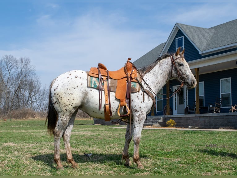 Appaloosa Klacz 3 lat 145 cm Ciemnokasztanowata in Greenville Ky