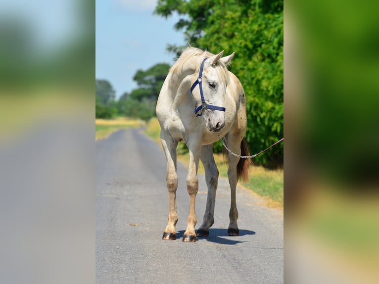 Appaloosa Klacz 3 lat 150 cm Tarantowata in radziejów